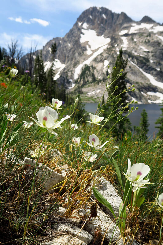 white mariposa lilies (Calochortus eurycarpus) [North Fork Baron Trail, Sawtooth Wilderness, Custer County, Idaho]