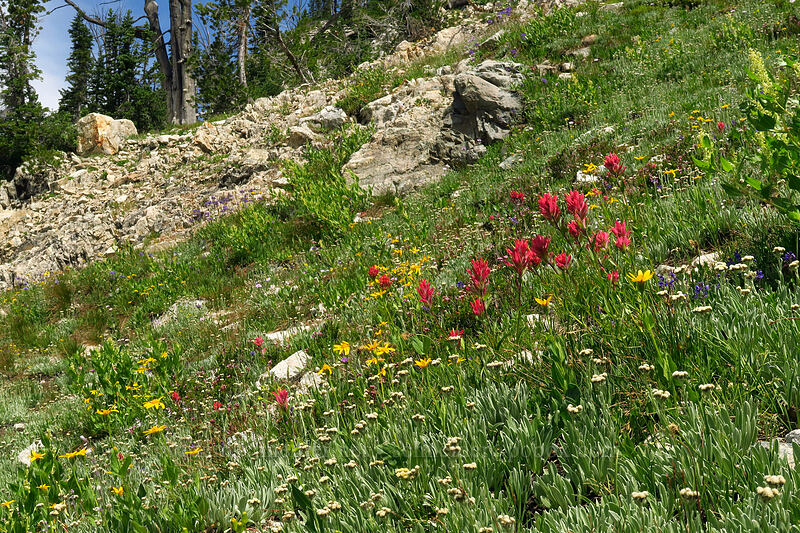wildflowers [above Sawtooth Lake, Sawtooth Wilderness, Custer County, Idaho]