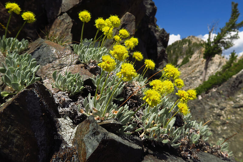 alpine golden buckwheat (Eriogonum flavum) [above Sawtooth Lake, Sawtooth Wilderness, Custer County, Idaho]