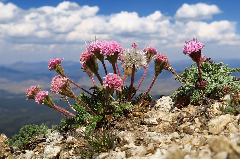 Douglas' pincushion (Chaenactis douglasii) [Alpine Peak, Sawtooth Wilderness, Custer County, Idaho]