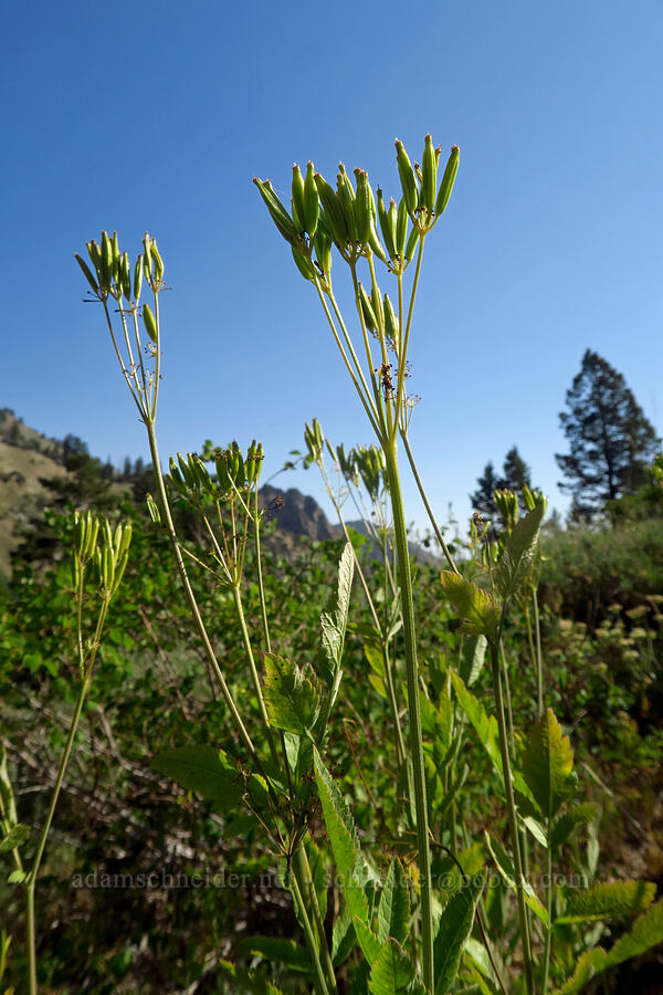 western sweet-cicely (Osmorhiza occidentalis) [Dry Lake-Pockets Fork Trail, Deseret Peak Wilderness, Tooele County, Utah]