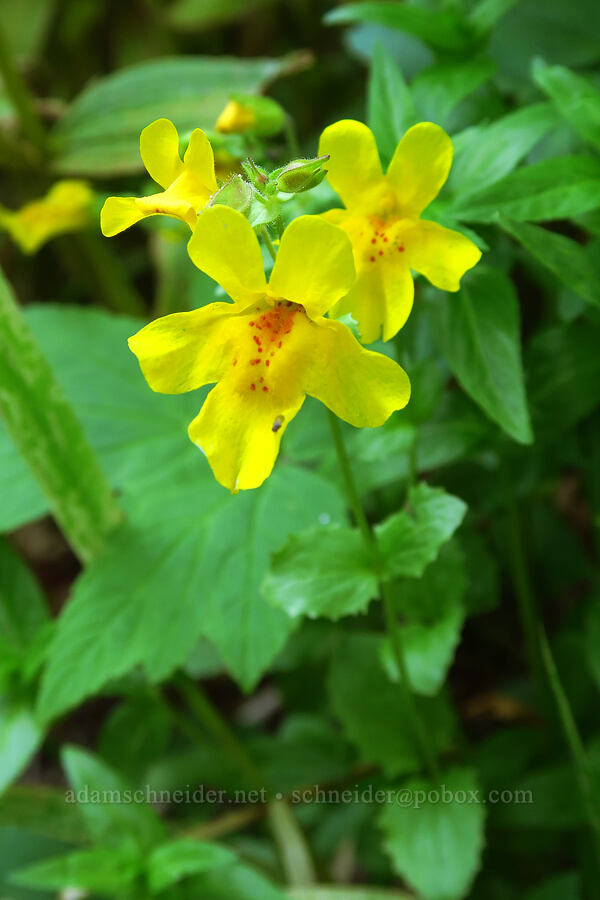 yellow monkeyflower (Erythranthe guttata (Mimulus guttatus)) [Dry Lake-Pockets Fork Trail, Deseret Peak Wilderness, Tooele County, Utah]