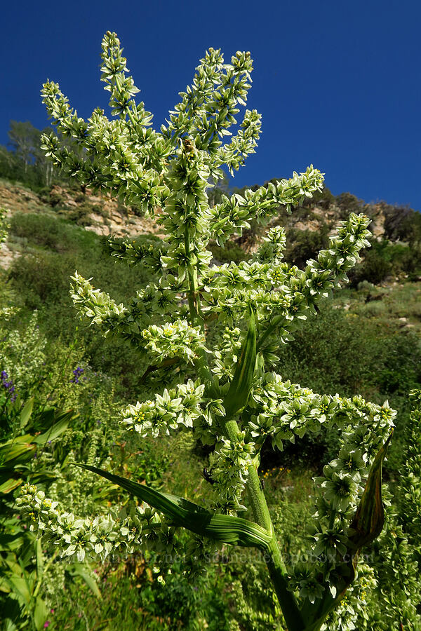 California corn lily (Veratrum californicum) [Dry Lake-Pockets Fork Trail, Deseret Peak Wilderness, Tooele County, Utah]