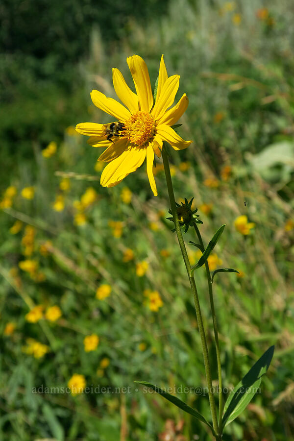 bumblebee on false sunflower (Bombus sp., Helianthella uniflora) [Dry Lake-Pockets Fork Trail, Deseret Peak Wilderness, Tooele County, Utah]