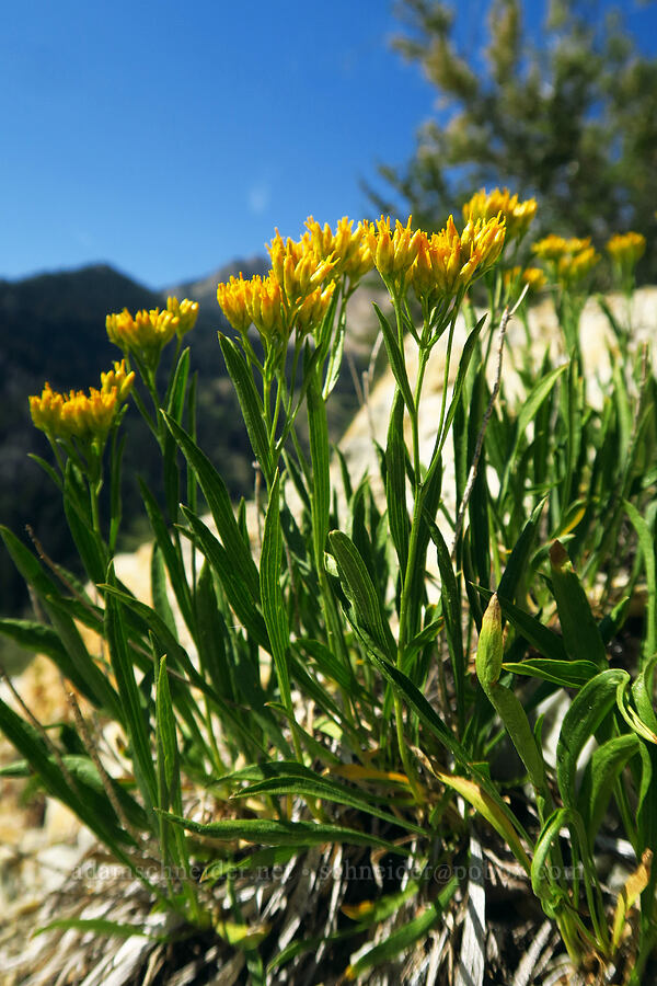 rock goldenrod (Petradoria pumila (Solidago petradoria)) [Dry Lake-Pockets Fork Trail, Deseret Peak Wilderness, Tooele County, Utah]
