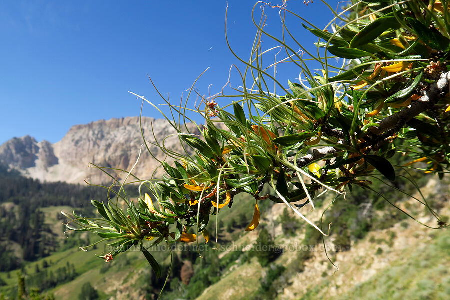 curl-leaf mountain mahogany (Cercocarpus ledifolius) [Dry Lake-Pockets Fork Trail, Deseret Peak Wilderness, Tooele County, Utah]