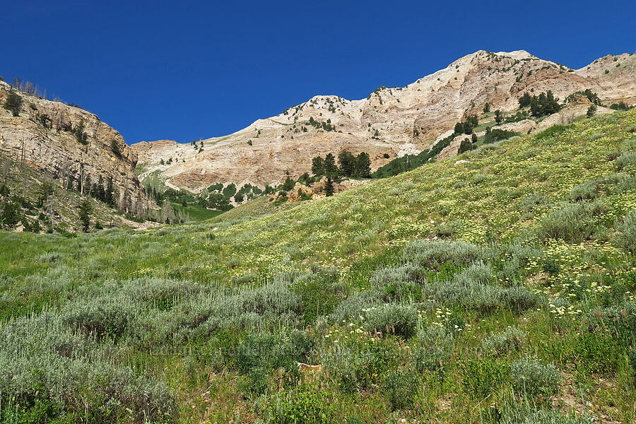 sagebrush & buckwheat (Artemisia sp., Eriogonum heracleoides) [Dry Lake-Pockets Fork Trail, Deseret Peak Wilderness, Tooele County, Utah]
