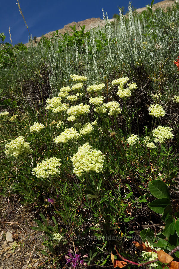 parsnip-flower buckwheat (Eriogonum heracleoides) [Stansbury Crest Trail, Deseret Peak Wilderness, Tooele County, Utah]