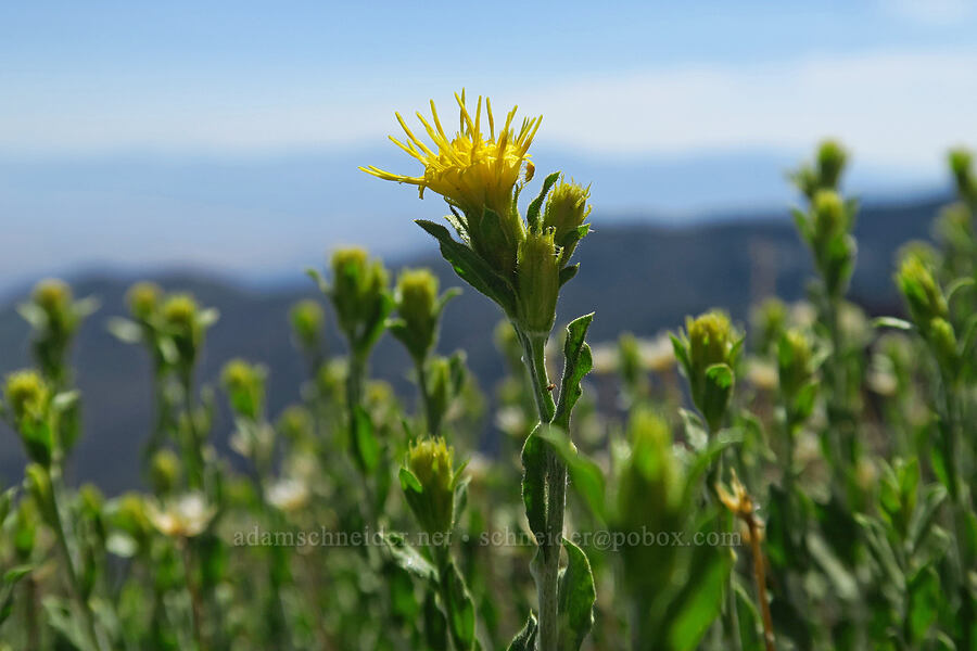 white-stem goldenbush (Ericameria discoidea (Haplopappus macronema)) [Stansbury Crest Trail, Deseret Peak Wilderness, Tooele County, Utah]