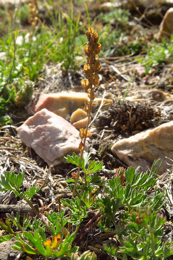 seed capsules of feather-leaf kittentails (Synthyris pinnatifida var. pinnatifida (Veronica paysonii)) [Stansbury Crest Trail, Deseret Peak Wilderness, Tooele County, Utah]