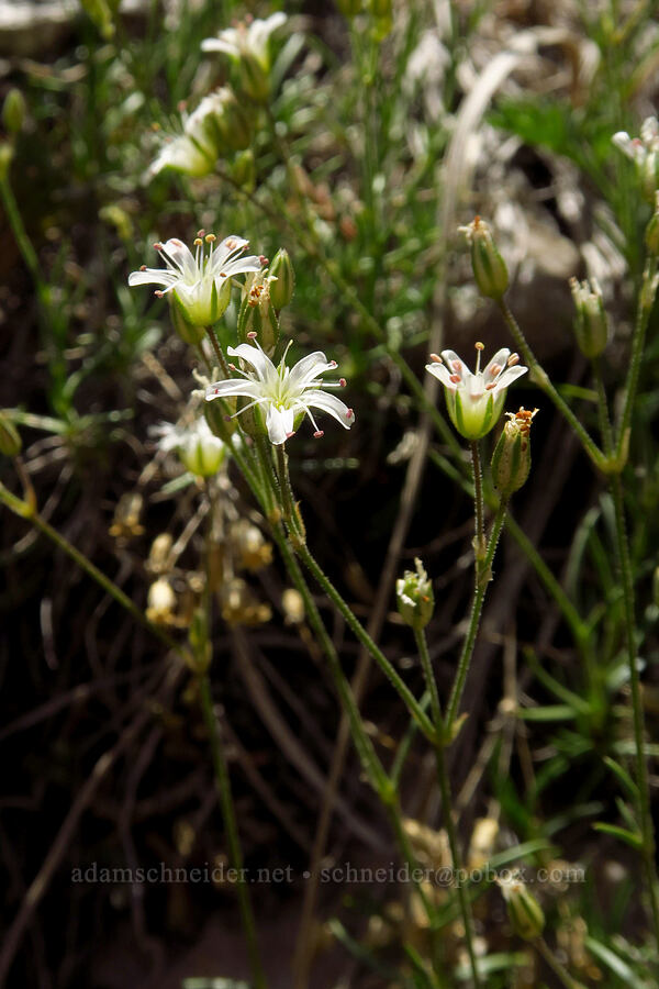 King's sandwort (Eremogone kingii (Arenaria kingii)) [Stansbury Crest Trail, Deseret Peak Wilderness, Tooele County, Utah]