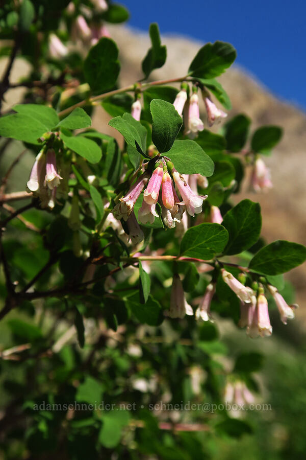 mountain snowberry flowers (Symphoricarpos oreophilus (Symphoricarpos rotundifolius)) [Stansbury Crest Trail, Deseret Peak Wilderness, Tooele County, Utah]