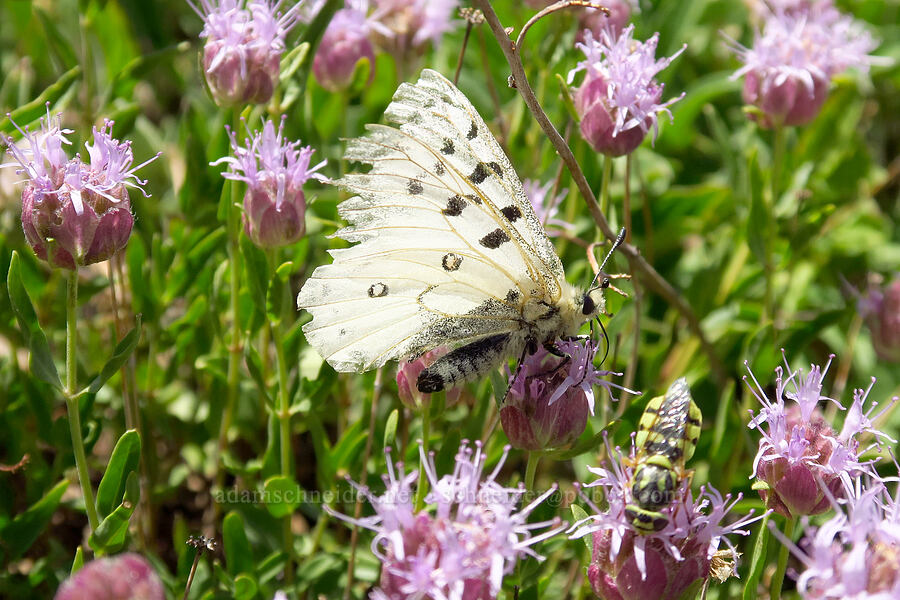 tattered parnassian butterfly on pennyroyal (Parnassius smintheus, Monardella odoratissima) [Stansbury Crest Trail, Deseret Peak Wilderness, Tooele County, Utah]