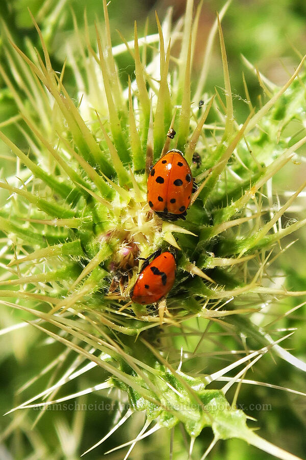 convergent lady-beetle & another ladybug on thistle (Hippodamia convergens, Cirsium eatonii) [Stansbury Crest Trail, Deseret Peak Wilderness, Tooele County, Utah]