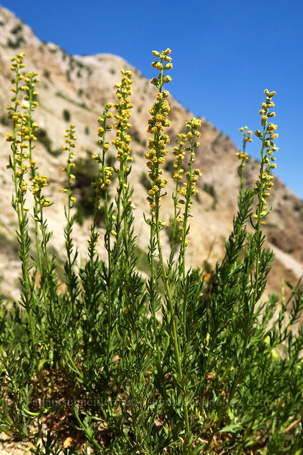 lemon sagewort (Artemisia michauxiana) [Stansbury Crest Trail, Deseret Peak Wilderness, Tooele County, Utah]