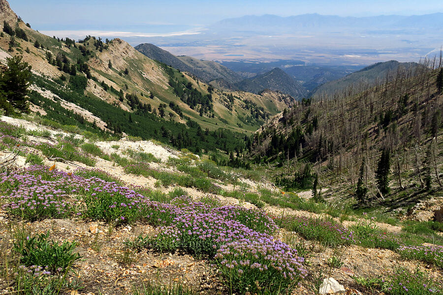mountain pennyroyal (coyote mint) (Monardella odoratissima) [Stansbury Crest Trail, Deseret Peak Wilderness, Tooele County, Utah]