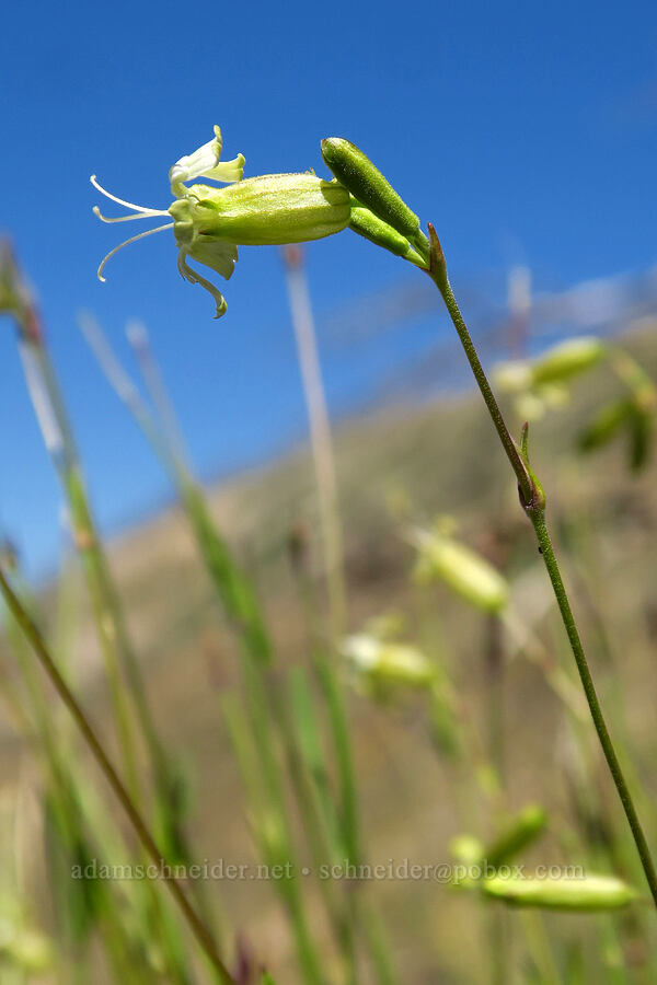 Douglas' catchfly (Silene douglasii) [Stansbury Crest Trail, Deseret Peak Wilderness, Tooele County, Utah]