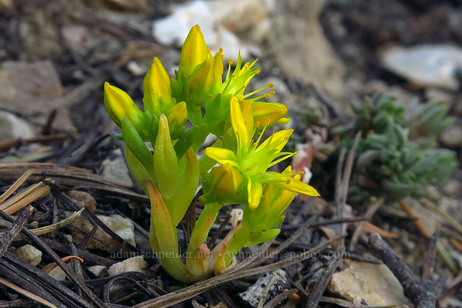 lance-leaf stonecrop (Sedum lanceolatum) [Stansbury Crest Trail, Deseret Peak Wilderness, Tooele County, Utah]