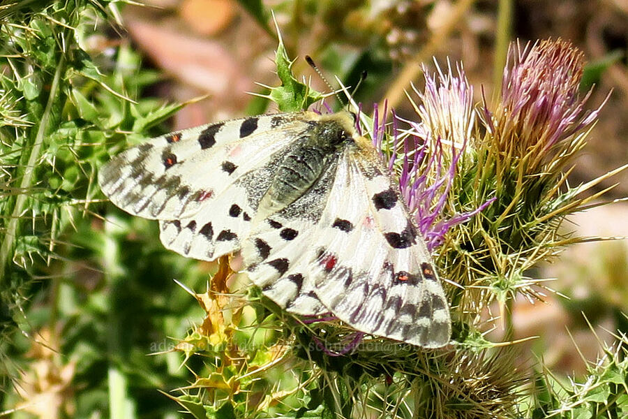 Rocky Mountain parnassian butterfly (Parnassius smintheus) [Stansbury Crest Trail, Deseret Peak Wilderness, Tooele County, Utah]
