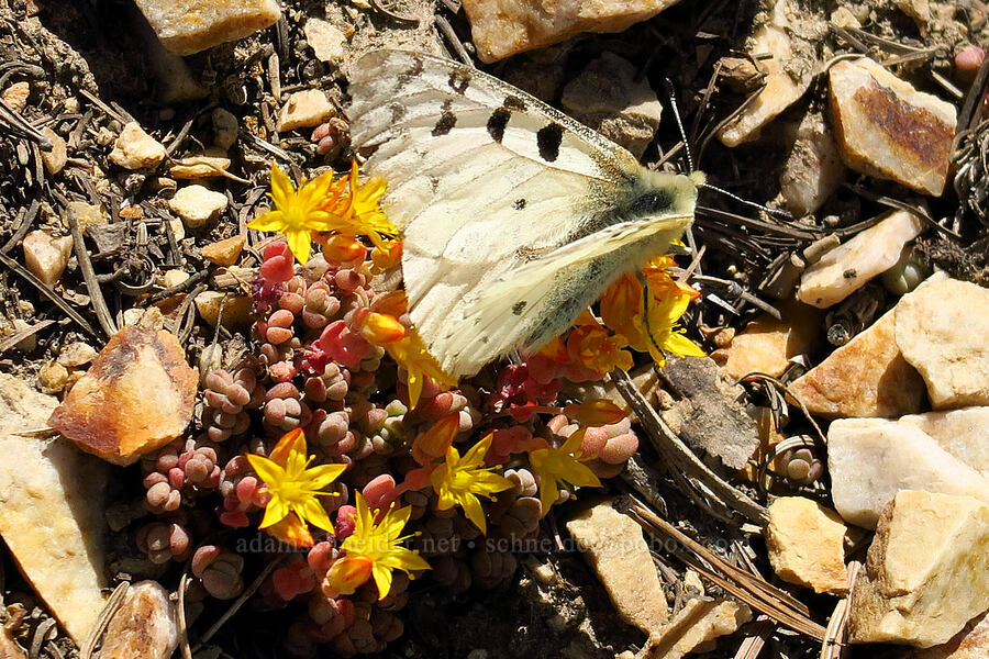 parnassian butterfly on weak-stem stonecrop (Parnassius smintheus, Sedum debile) [Stansbury Crest Trail, Deseret Peak Wilderness, Tooele County, Utah]