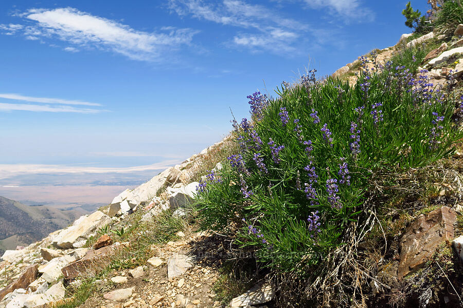 lupines (Lupinus argenteus) [Stansbury Crest Trail, Deseret Peak Wilderness, Tooele County, Utah]