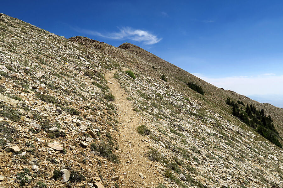 the trail [Stansbury Crest Trail, Deseret Peak Wilderness, Tooele County, Utah]
