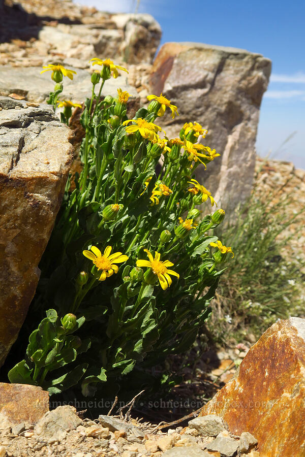 Fremont's groundsel/ragwort (Senecio fremontii) [Deseret Peak summit, Deseret Peak Wilderness, Tooele County, Utah]