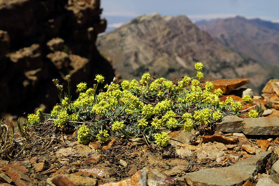 short-stem buckwheat (Eriogonum brevicaule) [Stansbury Crest Trail, Deseret Peak Wilderness, Tooele County, Utah]