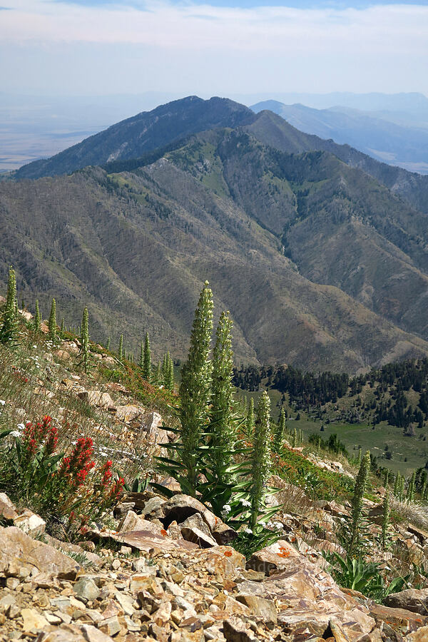 monument plant (Frasera speciosa) [Stansbury Crest Trail, Deseret Peak Wilderness, Tooele County, Utah]