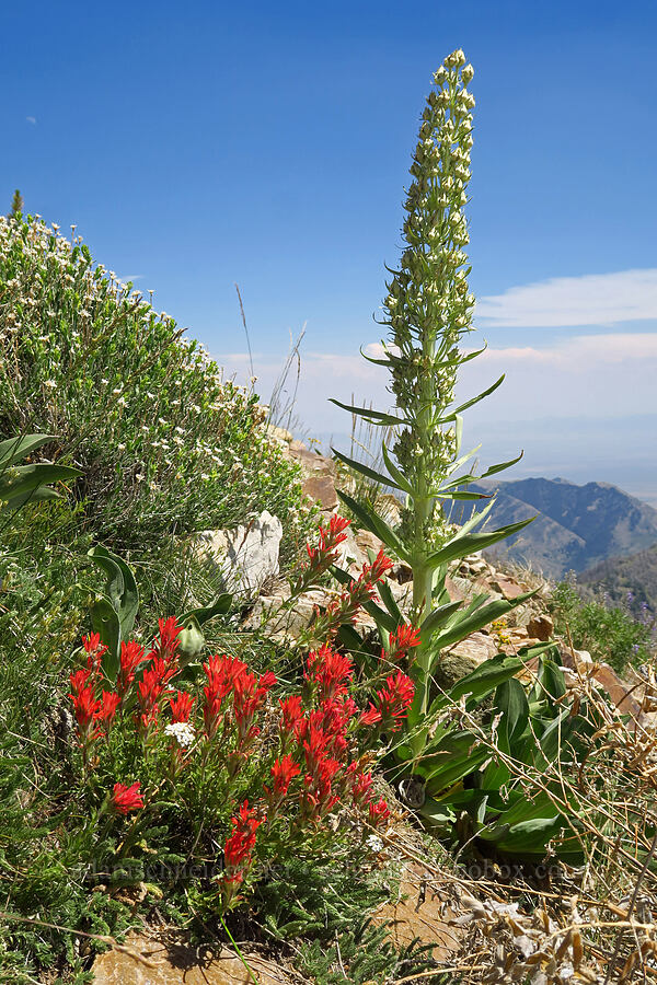 paintbrush & monument plant (Castilleja applegatei var. pinetorum, Frasera speciosa) [Stansbury Crest Trail, Deseret Peak Wilderness, Tooele County, Utah]