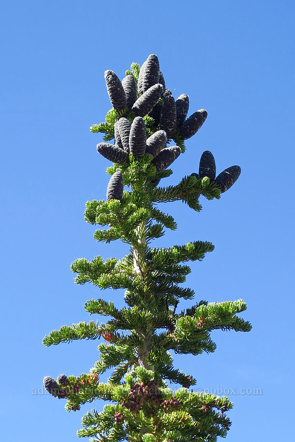 subalpine fir cones (Abies lasiocarpa) [Mill Fork Canyon Trail, Deseret Peak Wilderness, Tooele County, Utah]