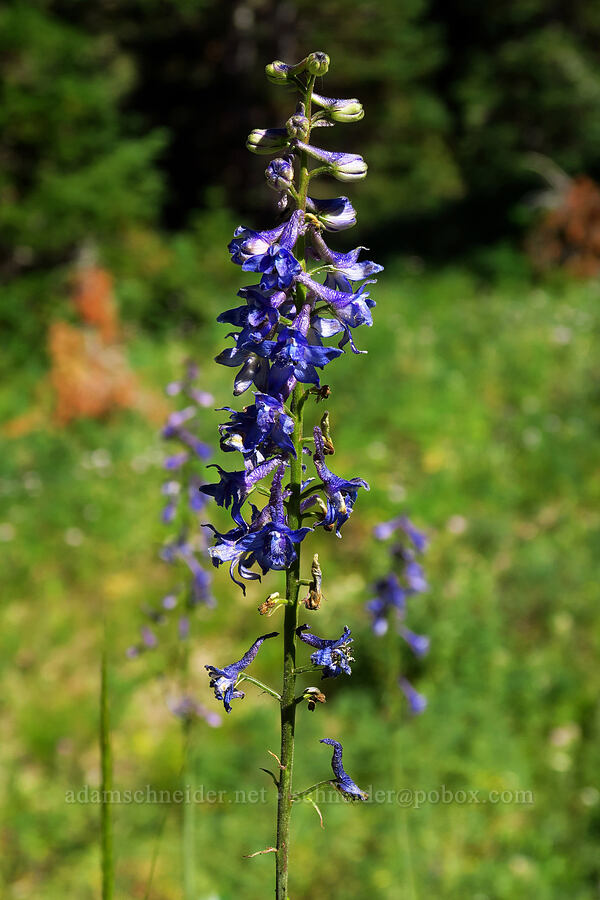 larkspur (Delphinium sp.) [Mill Fork Canyon Trail, Deseret Peak Wilderness, Tooele County, Utah]