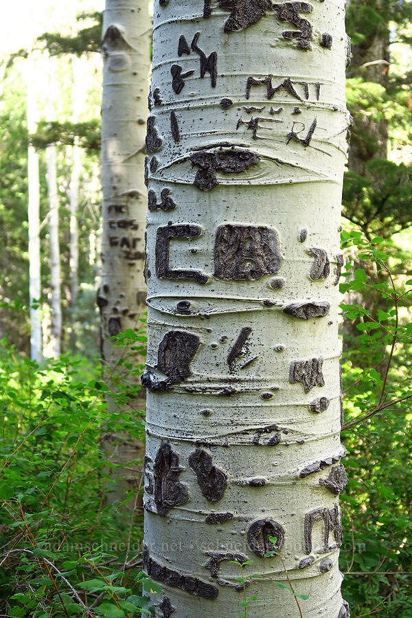 aspen graffiti (arborglyphs) (Populus tremuloides) [Mill Fork Canyon Trail, Deseret Peak Wilderness, Tooele County, Utah]