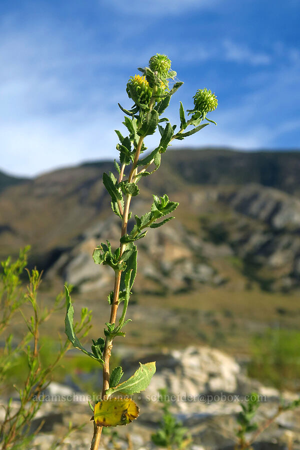 curly-cup gumweed (Grindelia squarrosa) [Black Rock, Tooele County, Utah]
