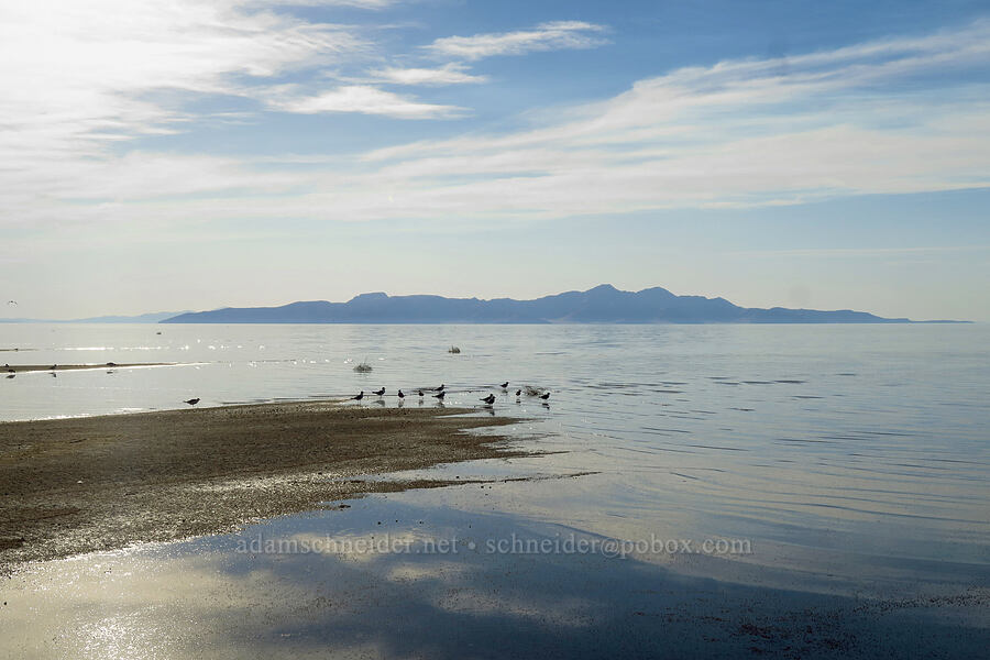 Stansbury Island & Franklin's gulls (Leucophaeus pipixcan (Larus pipixcan)) [Great Salt Lake, Salt Lake County, Utah]