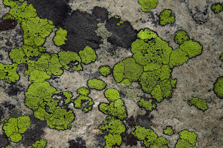 bright green lichen [Provo Falls, Uinta-Wasatch-Cache National Forest, Wasatch County, Utah]