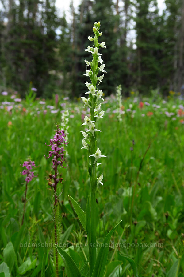 white bog orchid (Platanthera dilatata (Habenaria dilatata)) [Lofty Lake Loop Trail, Uinta-Wasatch-Cache National Forest, Duchesne County, Utah]