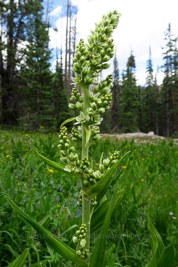 California corn lily (Veratrum californicum) [Lofty Lake Loop Trail, Uinta-Wasatch-Cache National Forest, Duchesne County, Utah]