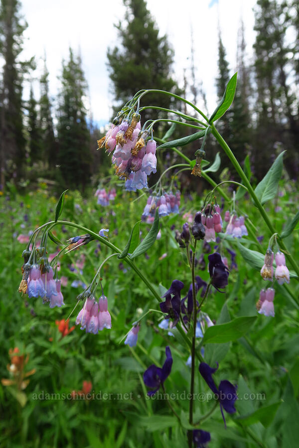 bluebells & monkshood (Mertensia ciliata, Aconitum columbianum) [Lofty Lake Loop Trail, Uinta-Wasatch-Cache National Forest, Duchesne County, Utah]