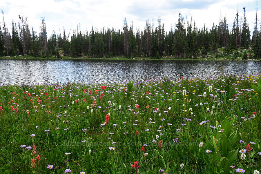 wildflowers & Scout Lake (Erigeron glacialis var. glacialis, Castilleja rhexiifolia, Bistorta bistortoides (Polygonum bistortoides), Arnica sp.) [Lofty Lake Loop Trail, Uinta-Wasatch-Cache National Forest, Duchesne County, Utah]