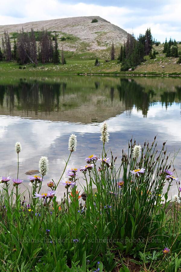 bistort & subalpine daisies (Bistorta bistortoides (Polygonum bistortoides), Erigeron glacialis var. glacialis) [Lofty Lake, Uinta-Wasatch-Cache National Forest, Summit County, Utah]