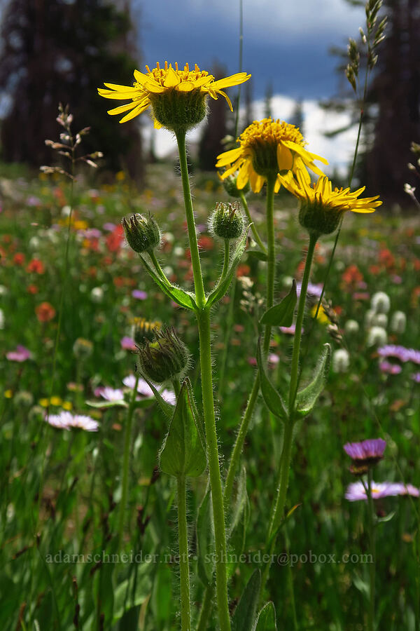 hairy arnica (Arnica mollis) [Lofty Lake Loop Trail, Uinta-Wasatch-Cache National Forest, Summit County, Utah]