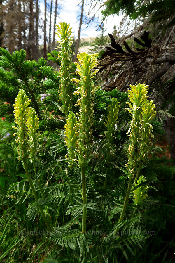 bracted lousewort (Pedicularis bracteosa) [Lofty Lake Loop Trail, Uinta-Wasatch-Cache National Forest, Summit County, Utah]