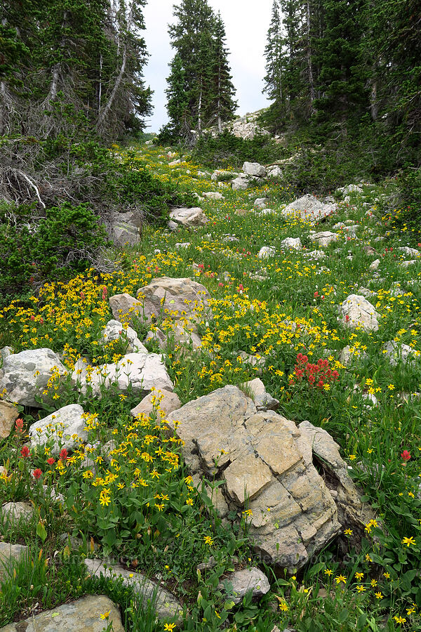 rosy paintbrush & hairy arnica (Castilleja rhexiifolia, Arnica mollis) [Lofty Lake Loop Trail, Uinta-Wasatch-Cache National Forest, Summit County, Utah]