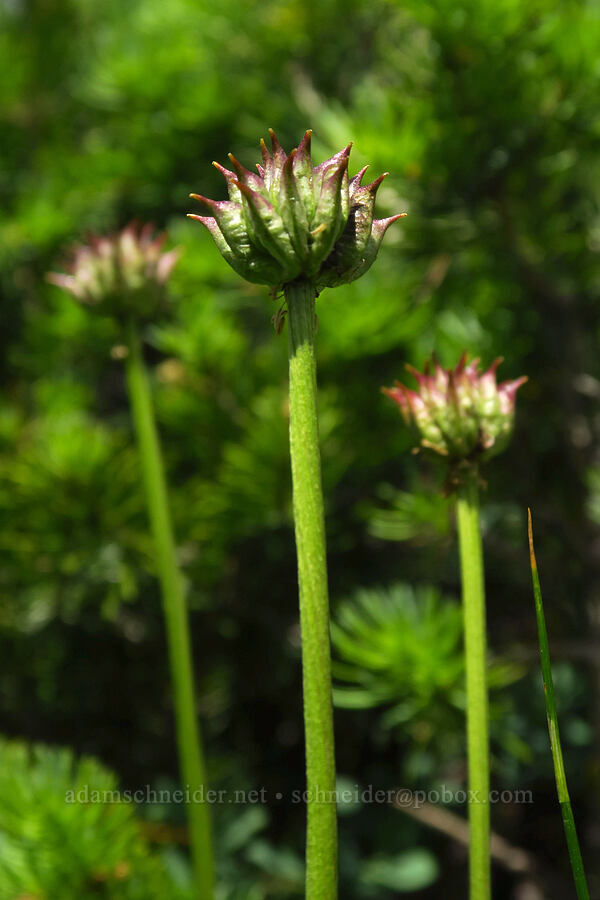 white globe-flower seed pods (Trollius albiflorus (Trollius laxus ssp. albiflorus)) [Reid's Meadow, Uinta-Wasatch-Cache National Forest, Summit County, Utah]