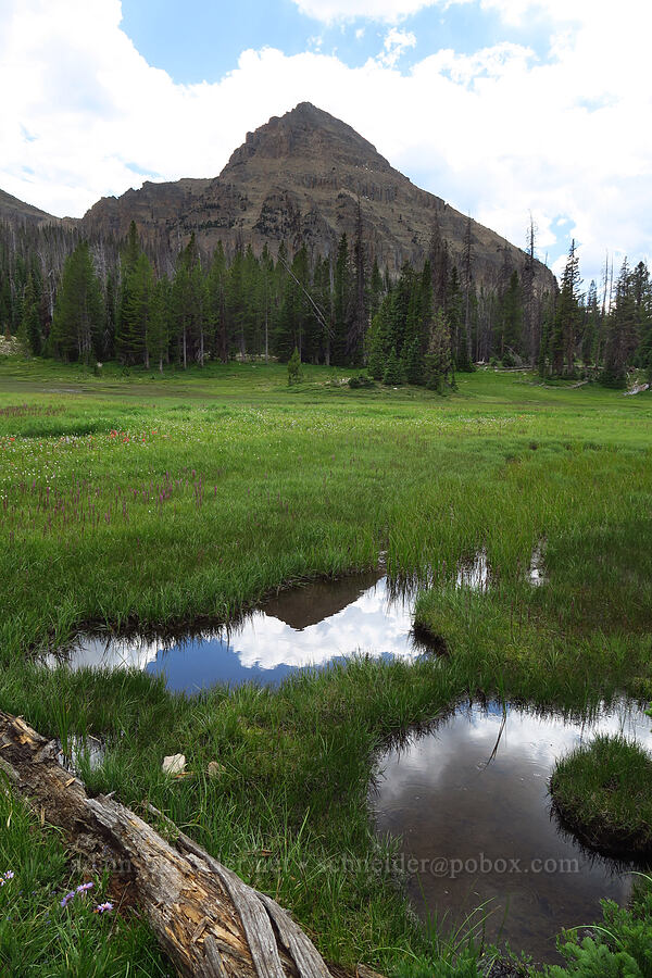 Reid's Peak & Reid's Meadow [Reid's Meadow, Uinta-Wasatch-Cache National Forest, Summit County, Utah]