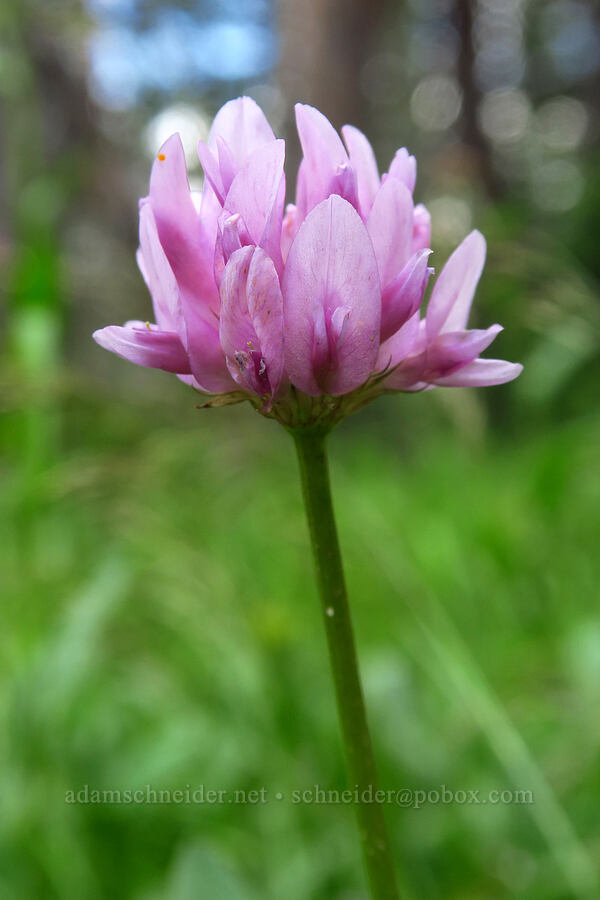 Parry's clover (Trifolium parryi) [Reid's Meadow, Uinta-Wasatch-Cache National Forest, Summit County, Utah]