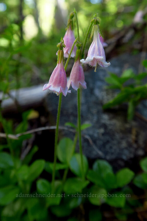 twinflower (Linnaea borealis) [Mt. Aix Trail, William O. Douglas Wilderness, Yakima County, Washington]