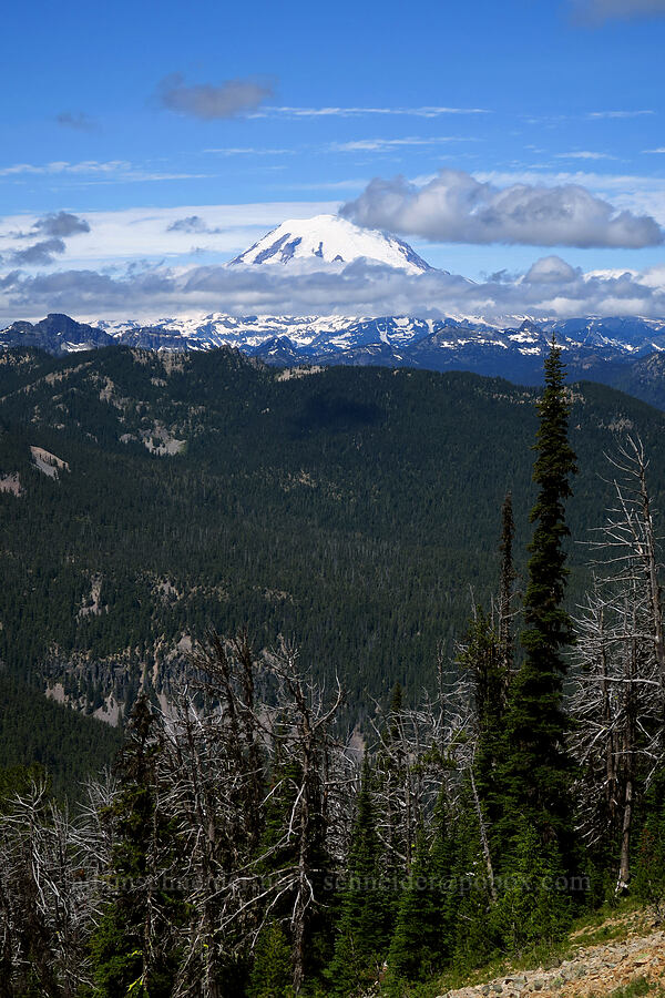 Mount Rainier [Mt. Aix Trail, William O. Douglas Wilderness, Yakima County, Washington]