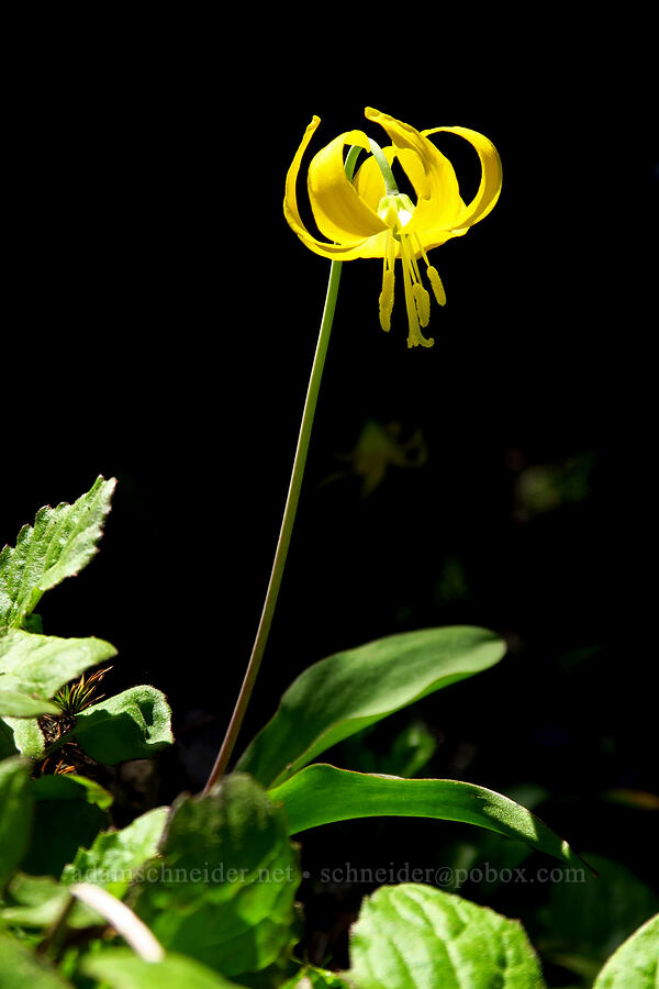 glacier lily (Erythronium grandiflorum) [Mt. Aix Trail, William O. Douglas Wilderness, Yakima County, Washington]